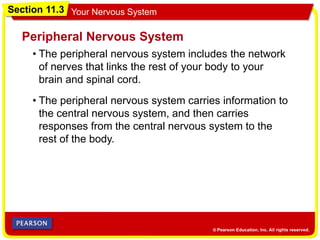 Section 11.3 Your Nervous System
• The peripheral nervous system includes the network
of nerves that links the rest of your body to your
brain and spinal cord.
Peripheral Nervous System
• The peripheral nervous system carries information to
the central nervous system, and then carries
responses from the central nervous system to the
rest of the body.
 