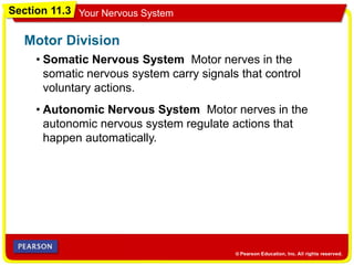 Section 11.3 Your Nervous System
• Somatic Nervous System Motor nerves in the
somatic nervous system carry signals that control
voluntary actions.
Motor Division
• Autonomic Nervous System Motor nerves in the
autonomic nervous system regulate actions that
happen automatically.
 