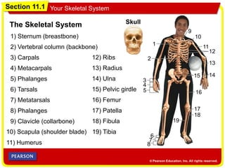 Section 11.1 Your Skeletal System
1
2
3
4
5
6
7
8
9
10
11
12
13
1415
16
17
18
19
The Skeletal System
1) Sternum (breastbone)
2) Vertebral column (backbone)
3) Carpals
4) Metacarpals
5) Phalanges
6) Tarsals
7) Metatarsals
8) Phalanges
9) Clavicle (collarbone)
10) Scapula (shoulder blade)
11) Humerus
12) Ribs
13) Radius
14) Ulna
15) Pelvic girdle
16) Femur
17) Patella
18) Fibula
19) Tibia
Skull
 