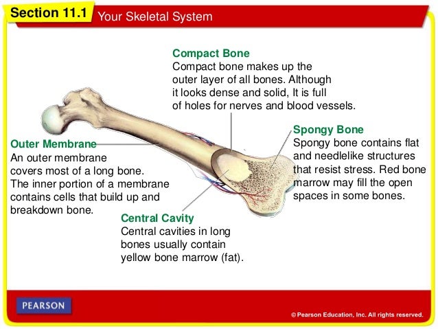 Health Course Chapter 11