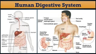 Ues Digestive System Structure Human digestive system (structural details) | PPTX