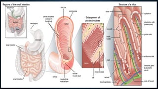 Ues Digestive System Structure Human digestive system (structural details) | PPTX