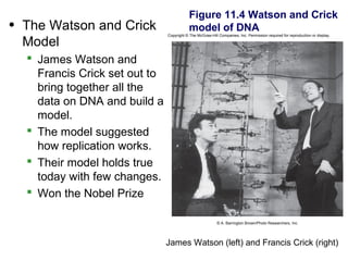 Figure 11.4 Watson and Crick
• The Watson and Crick                     model of DNA
                               Copyright © The McGraw-Hill Companies, Inc. Permission required for reproduction or display.

  Model
   James Watson and
    Francis Crick set out to
    bring together all the
    data on DNA and build a
    model.
   The model suggested
    how replication works.
   Their model holds true
    today with few changes.
   Won the Nobel Prize

                                                          © A. Barrington Brown/Photo Researchers, Inc.




                               James Watson (left) and Francis Crick (right)
 