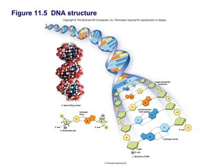 Figure 11.5 DNA structure
                          Copyright © The McGraw-Hill Companies, Inc. Permission required for reproduction or display.




                                                                                                        C                       P
                                                                                                                                            sugar-phosphate
                                                                                                G
                                                                                                                C                              backbone
                                                                                                                                             P
                                                                                                    G
                                                                                                                        T


                                                                                                        A                                               P
                                                                                    P

                                                                                                                            A
                      a. Space-filling model
                                                                                                            T
                                                                                        P                           complementary
                                                                                                                     base pairing
                                                                                                                                                                P
                                            hydrogen
                                            bond
                                                                  OH                                                                    G
                      P
                                                             2′     3′
                          5′            T                                                                           C
                                   1′              A    1′      S         4′
                     4′        S                                                            P
                         3′   2′                                    5′
            3′ end                                     5′ end
                                                                          P
                                                                                                                                                    C
                                                                                                                                                                              P
                         OH
                     b. Nucleotide pair                                                                                                                              5′ end


                                                                                                                                    G
                                                                                                    P
                                                                                                                                                    hydrogen bonds




                                                                                                                    sugar

                                                                                                            OH 3′ end

                                                                                                            c. Structure of DNA


                                                                         © Photodisk Red/Getty RF
 