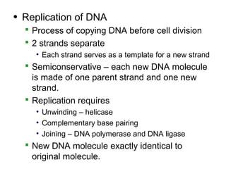 • Replication of DNA
   Process of copying DNA before cell division
   2 strands separate
    • Each strand serves as a template for a new strand
   Semiconservative – each new DNA molecule
    is made of one parent strand and one new
    strand.
   Replication requires
    • Unwinding – helicase
    • Complementary base pairing
    • Joining – DNA polymerase and DNA ligase
   New DNA molecule exactly identical to
    original molecule.
 