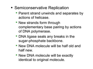• Semiconservative Replication
   Parent strand unwinds and separates by
    actions of helicase.
   New strands form through
    complementary base pairing by actions
    of DNA polymerase.
   DNA ligase seals any breaks in the
    sugar-phosphate backbone.
   New DNA molecule will be half old and
    half new.
   New DNA molecule will be exactly
    identical to original molecule.
 