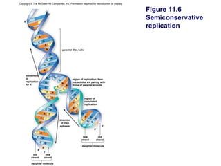 Copyright © The McGraw-Hill Companies, Inc. Permission required for reproduction or display.

                                                                                               Figure 11.6
                                     3′

    5′
                                                                                               Semiconservative
                                                                                               replication
                G


                           G
                   C

                                                       parental DNA helix
                                       G
                                           G
                                 C
                                       G
                             C



     movement                          C
     of                         G              C
                                                   C           region of replication: New
     replication               G                               nucleotides are pairing with
     for K                                             A
                                                               those of parental strands.
                                                           A




                             G
                                                       T




                                 T                             G
                                                                   G
                                   T       A                   C            region of
                                                                            completed
                                          G                                 replication
                               C       G
                                                                       G


                                                                                 G
                                                                                     G




                                                   direction
                                                                             C




                                                    of DNA
                                                                                 C




                                                   sythesis                               3′
                       G
                                                                                     5′


               C         G                                              new             old
                                                                       strand         strand
                     C       G
                                                                       daughter molecule
                5′
                           3′
            old               new
          strand             strand

          daughter molecule
 