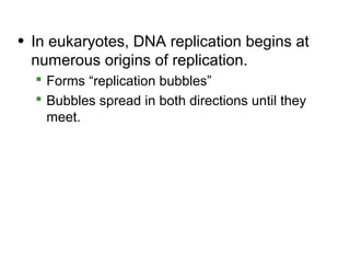 • In eukaryotes, DNA replication begins at
  numerous origins of replication.
   Forms “replication bubbles”
   Bubbles spread in both directions until they
    meet.
 