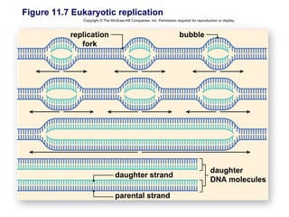 Figure 11.7 Eukaryotic replication
              Copyright © The McGraw-Hill Companies, Inc. Permission required for reproduction or display.



           replication                                                  bubble
              fork




                                                                                           daughter
                                 daughter strand
                                                                                           DNA molecules

                                 parental strand
 