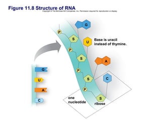 Figure 11.8 Structure of RNA
                Copyright © The McGraw-Hill Companies, Inc. Permission required for reproduction or display.




                                                                    G

                                   P
                                                    S                          Base is uracil
                                                                      U
                                                                               instead of thymine.
                                                P

                                                              S
                                                                                            A

                G                                         P

            U                                                         S                      C


                A                                                 P

                                               one                                S
            C                                  nucleotide                      ribose
 