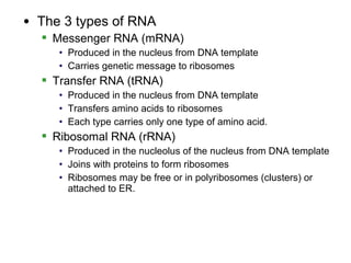 • The 3 types of RNA
   Messenger RNA (mRNA)
     • Produced in the nucleus from DNA template
     • Carries genetic message to ribosomes
   Transfer RNA (tRNA)
     • Produced in the nucleus from DNA template
     • Transfers amino acids to ribosomes
     • Each type carries only one type of amino acid.
   Ribosomal RNA (rRNA)
     • Produced in the nucleolus of the nucleus from DNA template
     • Joins with proteins to form ribosomes
     • Ribosomes may be free or in polyribosomes (clusters) or
       attached to ER.
 