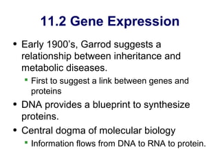 11.2 Gene Expression
• Early 1900’s, Garrod suggests a
  relationship between inheritance and
  metabolic diseases.
   First to suggest a link between genes and
    proteins
• DNA provides a blueprint to synthesize
  proteins.
• Central dogma of molecular biology
   Information flows from DNA to RNA to protein.
 