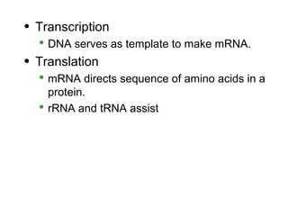• Transcription
   DNA serves as template to make mRNA.
• Translation
   mRNA directs sequence of amino acids in a
    protein.
   rRNA and tRNA assist
 