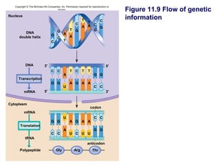 Copyright © The McGraw-Hill Companies, Inc. Permission required for reproduction or
                                      display.                                           Figure 11.9 Flow of genetic
Nucleus
                                                             CT                          information
                                                        CT
                                                           C
                                                       A A   G
                                        G          T G     G
         DNA                                 A
                                  G                A
      double helix                      C
                                  C          T




            DNA             3′                                                     5′
                                  C C              T C T           T
                                             A                          G G
     Transcription
                                  G G              A G A A
                                             U                          C C
          mRNA              5′                                                     3′


Cytoplasm
                                                                     codon
          mRNA
                                             U                          C C
                                  G G              A G A A
       Translation
                                             A                          G G
                                  C C              U C U U
           tRNA
                                                                  anticodon
       Polypeptide                     Gly             Arg             Thr
 