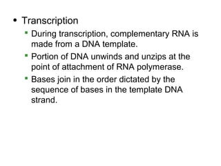 • Transcription
   During transcription, complementary RNA is
    made from a DNA template.
   Portion of DNA unwinds and unzips at the
    point of attachment of RNA polymerase.
   Bases join in the order dictated by the
    sequence of bases in the template DNA
    strand.
 