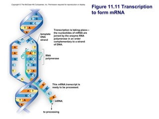 Copyright © The McGraw-Hill Companies, Inc. Permission required for reproduction or display.
                                                                                               Figure 11.11 Transcription
                                  G                                                            to form mRNA
                          C       G
                          G       C

                                                          Transcription is taking place—
                                          template        the nucleotides of mRNA are
                                          DNA             joined by the enzyme RNA
                                          strand          polymerase in an order
                      G
            C




        G                     C                           complementary to a strand
                                                          of DNA.
                 3′


                                              RNA
    G                     G       C           polymerase

C                     C       G

T                     U       A
        G                 G C
            T




                                      G




                                                      This mRNA transcript is
                      G                               ready to be processed.
                                             G




                                                 C
                 G        C

                                                           mRNA
                                                     5′



                                            to processing
 