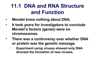 11.1 DNA and RNA Structure
           and Function
•       Mendel knew nothing about DNA.
•       It took years for investigators to conclude
        Mendel’s factors (genes) were on
        chromosomes.
•       There was a controversy over whether DNA
        or protein was the genetic message.
    •     Experiment using viruses showed only DNA
          directed the formation of new viruses.
 