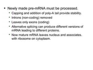• Newly made pre-mRNA must be processed.
   Capping and addition of poly-A tail provide stability.
   Introns (non-coding) removed
   Leaves only exons (coding)
   Alternative splicing can produce different versions of
    mRNA leading to different proteins.
   Now mature mRNA leaves nucleus and associates.
    with ribosome on cytoplasm.
 