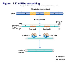 Figure 11.12 mRNA processing
                 Copyright © The McGraw-Hill Companies, Inc. Permission required for reproduction or display.


                                         DNA to be transcribed

      DNA                   e                 i               e                  i              e


                                                      transcription
                                                                                                       poly-A
                cap                                                                                     tail
      primary               e                 i               e                  i              e
      mRNA
                5′                   (cut out)                         (cut out)                            3′


                     enzyme                       i                          i           enzyme




            mature
            mRNA

                                                                                                       e = exons
                                                                                                       i = introns
 