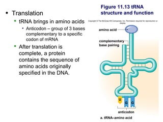 Figure 11.13 tRNA
• Translation                                       structure and function
   tRNA brings in amino acids        Copyright © The McGraw-Hill Companies, Inc. Permission required for reproduction or
                                                                         display.


     • Anticodon – group of 3 bases               amino acid
       complementary to a specific
       codon of mRNA                               complementary
                                                   base pairing
   After translation is
    complete, a protein
    contains the sequence of
    amino acids originally
    specified in the DNA.



                                                                          U
                                                                                 G       G

                                                                         anticodon
                                                    a. tRNA–amino acid
 