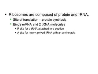 • Ribosomes are composed of protein and rRNA.
   Site of translation – protein synthesis
   Binds mRNA and 2 tRNA molecules
     • P site for a tRNA attached to a peptide
     • A site for newly arrived tRNA with an amino acid
 
