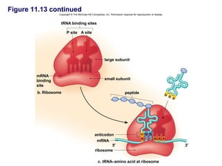 Figure 11.13 continued
                  Copyright © The McGraw-Hill Companies, Inc. Permission required for reproduction or display.


                   tRNA binding sites

                        P site A site




                                                          large subunit



        mRNA
        binding                                           small subunit
        site
        b. Ribosome                                                         peptide                              U
                                                                                                                     U
                                                                                                                         U




                                                 anticodon                                U G G
                                                                                          A C C A A A
                                                  mRNA
                                                         5′                                                                  3′
                                                 ribosome

                                                    c. tRNA–amino acid at ribosome
 