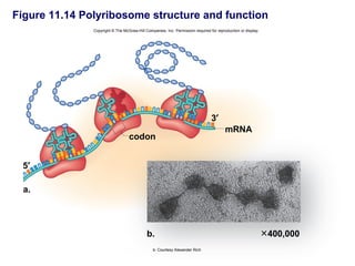 Figure 11.14 Polyribosome structure and function
               Copyright © The McGraw-Hill Companies, Inc. Permission required for reproduction or display.




                                                                                3′
                                                                                        mRNA
                                  codon


 5′

  a.



  • Polyribosome – several ribosomes attach to 400,000
                         b.                     and
    translate the same piece of mRNA.           b: Courtesy Alexander Rich
 