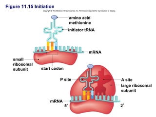 Figure 11.15 Initiation
                 Copyright © The McGraw-Hill Companies, Inc. Permission required for reproduction or display.



                                                 amino acid
                                                 methionine
                                                 initiator tRNA




                                                                          mRNA
   small
   ribosomal
   subunit      start codon

                                      P site                                                                    A site
                                                                                                                large ribosomal
                                                                                                                subunit

                         mRNA
                                            5′                                                                  3′
 