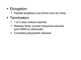 • Elongation
  • Peptide lengthens one amino acid at a time.
• Termination
  • 1 of 3 stop codons reached
  • Release factor causes ribosomal subunits
    and mRNA to dissociate.
  • Complete polypeptide released
 