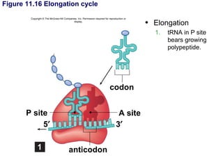Figure 11.16 Elongation cycle
        Copyright © The McGraw-Hill Companies, Inc. Permission required for reproduction or
                                           display.
                                                                                              • Elongation
                                                                                                1.   tRNA in P site
                                                                                                     bears growing
                                                                                                     polypeptide.




                                                                            codon


       P site                                                                      A site
            5′                                                                    3′

             1                           anticodon
 