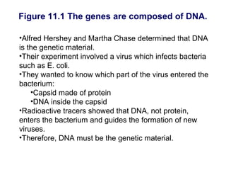 Figure 11.1 The genes are composed of DNA.

•Alfred Hershey and Martha Chase determined that DNA
is the genetic material.
•Their experiment involved a virus which infects bacteria
such as E. coli.
•They wanted to know which part of the virus entered the
bacterium:
    •Capsid made of protein
    •DNA inside the capsid
•Radioactive tracers showed that DNA, not protein,
enters the bacterium and guides the formation of new
viruses.
•Therefore, DNA must be the genetic material.
 