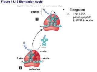 Figure 11.16 Elongation cycle
           Copyright © The McGraw-Hill Companies, Inc. Permission required for reproduction or display.



                                                                                                          •    Elongation
                                       peptide
                                                                                                              2.   This tRNA
                                                                                                                   passes peptide
                                                 2
                                                                                                                   to tRNA in A site.




                                                         codon


          P site                                              A site
               5′                                            3′

               1                  anticodon
 