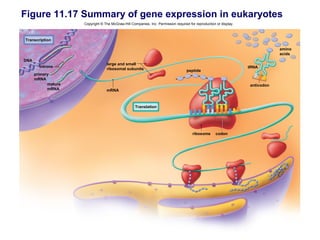 Figure 11.17 Summary of gene expression in eukaryotes
                     Copyright © The McGraw-Hill Companies, Inc. Permission required for reproduction or display.



Transcription

                                                                                                                                amino
                                                                                                                                acids
DNA
                                  large and small
        introns                                                                                                     tRNA
                                  ribosomal subunits                                peptide
      primary
      mRNA
            mature                                                                                                  anticodon
            mRNA                  mRNA



                                                    Translation




                                                                                       ribosome      codon
 