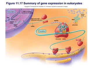 Figure 11.17 Summary of gene expression in eukaryotes
                           Copyright © The McGraw-Hill Companies, Inc. Permission required for reproduction or display.




Transcription         1. DNA in nucleus
                      serves as a template.
                                                                                                                                      amino
                                                                                                                                      acids
DNA
                                        large and small
        introns                                                                                                           tRNA
                                        ribosomal subunits                               peptide
      primary
      mRNA
             mature                                                                                                       anticodon
             mRNA                       mRNA



                                                         Translation




                                                                                            ribosome       codon
 
