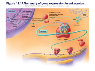 Figure 11.17 Summary of gene expression in eukaryotes
                          Copyright © The McGraw-Hill Companies, Inc. Permission required for reproduction or display.




Transcription       1. DNA in nucleus
                    serves as a template.                                  3. mRNA moves into
                                                                           cytoplasm and becomes                                     amino
                     2. Pre-mRNA is
                                                                           associated with                                           acids
                     processed
DNA                                                                        ribosomes.
                     before leaving
                     the nucleus.   large and small
        introns                                                                                                          tRNA
                                    ribosomal subunits                                   peptide
      primary
      mRNA
           mature                                                                                                        anticodon
           mRNA                        mRNA



                                                         Translation




                                                                                            ribosome      codon
 