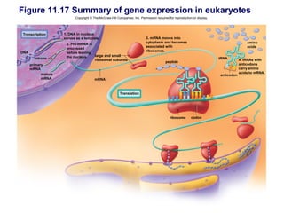 Figure 11.17 Summary of gene expression in eukaryotes
                           Copyright © The McGraw-Hill Companies, Inc. Permission required for reproduction or display.




Transcription        1. DNA in nucleus
                     serves as a template.                                  3. mRNA moves into
                                                                            cytoplasm and becomes                                         amino
                      2. Pre-mRNA is
                                                                            associated with                                               acids
                      processed
DNA                                                                         ribosomes.
                      before leaving
                      the nucleus.   large and small
        introns                      ribosomal subunits                                                                   tRNA        4. tRNAs with
                                                                                         peptide
      primary                                                                                                                         anticodons
      mRNA                                                                                                                            carry amino
            mature                                                                                                                    acids to mRNA.
                                                                                                                          anticodon
            mRNA                        mRNA


                                                         Translation




                                                                                            ribosome       codon
 
