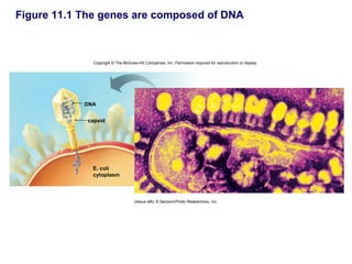 Figure 11.1 The genes are composed of DNA



              Copyright © The McGraw-Hill Companies, Inc. Permission required for reproduction or display.




            DNA


            capsid




              E. coli
              cytoplasm



                                    (tissue left): © Sercomi/Photo Researchers, Inc.
 
