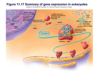 Figure 11.17 Summary of gene expression in eukaryotes
                          Copyright © The McGraw-Hill Companies, Inc. Permission required for reproduction or display.




 Transcription      1. DNA in nucleus
                    serves as a template.                                  3. mRNA moves into
                     2. Pre-mRNA is                                        cytoplasm and becomes                                              amino
                     processed                                             associated with                                                    acids
DNA                  before leaving                                        ribosomes.
                     the nucleus.   large and small
        introns                     ribosomal subunits                                                                       tRNA
                                                                                         peptide                                         4. tRNAs with
      primary                                                                                                                            anticodons
      mRNA                                                                                                                               carry amino
           mature                                                                                                                        acids to mRNA.
                                                                                                                             anticodon
           mRNA                        mRNA
                                                                                                                         5. Anticodon–codon
                                                                                                                         complementary base
                                                                                                                         pairing occurs.
                                                         Translation




                                                                                            ribosome      codon
 