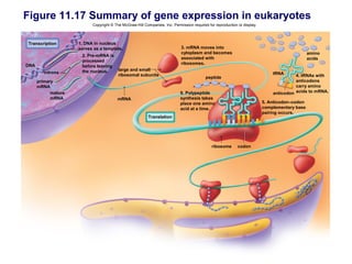 Figure 11.17 Summary of gene expression in eukaryotes
                           Copyright © The McGraw-Hill Companies, Inc. Permission required for reproduction or display.



Transcription        1. DNA in nucleus
                     serves as a template.                                  3. mRNA moves into
                                                                            cytoplasm and becomes                                              amino
                      2. Pre-mRNA is
                                                                            associated with                                                    acids
                      processed
DNA                                                                         ribosomes.
                      before leaving
                      the nucleus.   large and small
         introns                                                                                                              tRNA
                                     ribosomal subunits                                                                                 4. tRNAs with
                                                                                          peptide
      primary                                                                                                                           anticodons
      mRNA                                                                                                                              carry amino
            mature                                                          6. Polypeptide                                    anticodon acids to mRNA.
            mRNA                        mRNA                                synthesis takes
                                                                            place one amino                               5. Anticodon–codon
                                                                            acid at a time.                               complementary base
                                                                                                                          pairing occurs.
                                                          Translation




                                                                                             ribosome       codon
 
