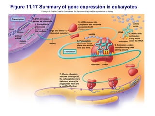 Figure 11.17 Summary of gene expression in eukaryotes
                           Copyright © The McGraw-Hill Companies, Inc. Permission required for reproduction or display.



 Transcription     1. DNA in nucleus
                   serves as a template.                                  3. mRNA moves into
                     2. Pre-mRNA is                                       cytoplasm and becomes                                            amino
                     processed                                            associated with                                                  acids
DNA                  before leaving                                       ribosomes.
                     the nucleus.   large and small
       introns                      ribosomal subunits                                                                       tRNA
                                                                                      peptide                                          4. tRNAs with
      primary                                                                                                                          anticodons
      mRNA                                                                                                                             carry amino
          mature                                                         6. Polypeptide                                      anticodon acids to mRNA.
          mRNA                       mRNA                                synthesis takes
                                                                         place one amino                                  5. Anticodon–codon
                                                                         acid at a time.                                  complementary base
                                                                                                                          pairing occurs.
                                                        Translation




                                                                                          ribosome      codon




                                                  7. When a ribosome
                                                  attaches to rough ER,
                                                  the polypeptide enters
                                                  its lumen, where the
                                                  polypeptide folds and
                                                  is modified further.
 