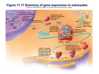 Figure 11.17 Summary of gene expression in eukaryotes
                          Copyright © The McGraw-Hill Companies, Inc. Permission required for reproduction or display.




 Transcription     1. DNA in nucleus
                   serves as a template.                                  3. mRNA moves into
                    2. Pre-mRNA is                                        cytoplasm and becomes                                            amino
                    processed                                             associated with                                                  acids
DNA                 before leaving                                        ribosomes.
                    the nucleus.   large and small
       introns                                                                                                             tRNA
                                   ribosomal subunits                                                                                   4. tRNAs with
                                                                                       peptide
      primary                                                                                                                           anticodons
      mRNA                                                                                                                              carry amino
          mature                                                         6. Polypeptide                                                 acids to mRNA.
                                                                                                                            anticodon
          mRNA                       mRNA                                synthesis takes
                                                                         place one amino                                 5. Anticodon–codon
                                                                         acid at a time.                                 complementary base
                                                                                                                         pairing occurs.
                                                        Translation




                                                                                          ribosome      codon

                                                                                                        8. At termination, the
                                                                                                        ribosome detaches from
                                                  7. When a ribosome                                    the ER; ribosomal subunits
                                                  attaches to rough ER,                                 and the mRNA dissociate.
                                                  the polypeptide enters
                                                  its lumen, where the
                                                  polypeptide folds and
                                                  is modified further.
 