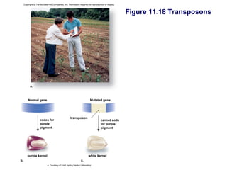 Copyright © The McGraw-Hill Companies, Inc. Permission required for reproduction or display.



                                                                                                    Figure 11.18 Transposons




           a.



         Normal gene                                                    Mutated gene




                                                    transposon
                     codes for                                                    cannot code
                     purple                                                       for purple
                     pigment                                                      pigment




        purple kernel                                                 white kernel
b.                                                             c.
                            a: Courtesy of Cold Spring Harbor Laboratory
 