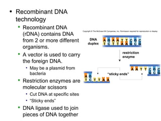 • Recombinant DNA
  technology
   Recombinant DNA
                                   Copyright © The McGraw-Hill Companies, Inc. Permission required for reproduction or display.

    (rDNA) contains DNA
    from 2 or more different              DNA
                                         duplex
                                                            A G A A T T C G C
                                                            T C T T A A G C G
    organisms.
                                                                                   restriction
   A vector is used to carry                                                      enzyme
    the foreign DNA.
     • May be a plasmid from                                                   A A T T C G C
       bacteria                                                  “sticky ends”         G C G
                                     A G
   Restriction enzymes are          T C T T A A

    molecular scissors
     • Cut DNA at specific sites
     • “Sticky ends”
   DNA ligase used to join
    pieces of DNA together
 