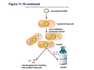 Figure 11.19 continued
            Copyright © The McGraw-Hill Companies, Inc. Permission required for reproduction or display.



                                                                 recombinant DNA




                                                                              bacterial host cell

                                                              cell multiplies;
                                                              produces insulin




                                                                             insulin




         cloned genes for insertion
         into another host cell                                                      insulin
 