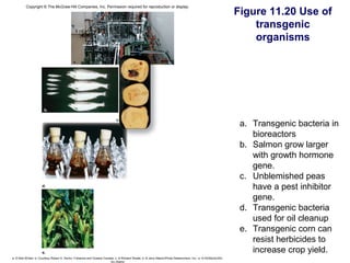 Copyright © The McGraw-Hill Companies, Inc. Permission required for reproduction or display.
                                                                                                                                                              Figure 11.20 Use of
                                                                                                                                                                  transgenic
                                                                                                                                                                  organisms

                                             a.




                       b.

                                                                            c.
                                                                                                                                                               a. Transgenic bacteria in
                                                                                                                                                                  bioreactors
                                                                                                                                                               b. Salmon grow larger
                                                                                                                                                                  with growth hormone
                                                                                                                                                                  gene.
                                                                                                                                                               c. Unblemished peas
                      d.
                                                                                                                                                                  have a pest inhibitor
                                                                                                                                                                  gene.
                                                                                                                                                               d. Transgenic bacteria
                                                                                                                                                                  used for oil cleanup
                                                                                                                                                               e. Transgenic corn can
                                                                                                                                                                  resist herbicides to
                      e.                                                                                                                                          increase crop yield.
a: © Nita Winter; b: Courtesy Robert H. Devlin, Fisheries and Oceans Canada; c: © Richard Shade; d: © Jerry Mason/Photo Researchers, Inc.; e: © AGStockUSA,
                                                                         Inc./Alamy
 