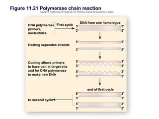 Figure 11.21 Polymerase chain reaction
               Copyright © The McGraw-Hill Companies, Inc. Permission required for reproduction or display.




                                                                DNA from one homologue
       DNA polymerase, First cycle 5′                                                                         3′
       primers,                    3′                                                                         5′
       nucleotides

                                                           5′                                                 3′
       Heating separates strands
                                                           3′                                                 5′


       Cooling allows primers                              5′                                                 3′
       to base pair at target site                         3′                                                 5′
       and for DNA polymerase                              5′                                                 3′
       to make new DNA                                     3′                                                 5′



                                                                         end of first cycle
                                                           5′                                                 3′
                                                           3′                                                 5′
       to second cycle
                                                           5′                                                 3′
                                                           3′                                                 5′
 