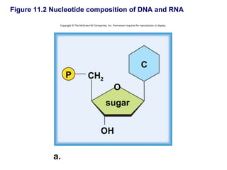 Figure 11.2 Nucleotide composition of DNA and RNA

              Copyright © The McGraw-Hill Companies, Inc. Permission required for reproduction or display.




                                                                                    C
                  P                  CH2
                                                            O
                                                     sugar


                                                 OH

            a.
 