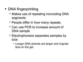 • DNA fingerprinting
   Makes use of repeating noncoding DNA
    segments
   People differ in how many repeats.
   Can use PCR to increase amount of
    DNA sample
   Electrophoresis separates samples by
    size.
    • Longer DNA strands are larger and migrate
      less on the gel.
 