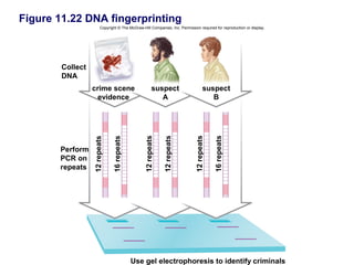 Figure 11.22 DNA fingerprinting
                        Copyright © The McGraw-Hill Companies, Inc. Permission required for reproduction or display.




        Collect
        DNA
                  crime scene                           suspect                      suspect
                    evidence                               A                            B




                                                 12 repeats

                                                              12 repeats



                                                                             12 repeats

                                                                                          16 repeats
                               16 repeats
                  12 repeats




       Perform
       PCR on
       repeats




                                            Use gel electrophoresis to identify criminals
 
