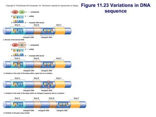 Copyright © The McGraw-Hill Companies, Inc. Permission required for reproduction or display.      Figure 11.23 Variations in DNA
               Met          Pro            polypeptide                                                         sequence
          5'                        3'   mRNA
               A U G C C C


               T   A C G G G
          3'                        5'    template DNA strand
                   Gene A                       Gene B                     Gene C


               A T G C C C                                 G T C T C A
               T A C G G G                                 C A G A G T




                                  Intergenic DNA         Intergenic DNA
a. Normal chromosomal DNA


               Met          Thr            polypeptide

          5'                        3'   mRNA
               A U G A C C


               T A C T G G
          3'                        5'    template DNA strand
                   Gene A                      Gene B                      Gene C


               A T G A C C                                 G T C T C A
               T A C T G G                                 C A G A G T



                                  Intergenic DNA         Intergenic DNA
b. Variation in the order of the bases within a gene due to a mutation


                   Gene A                      Gene B                      Gene C


               A T G C C C                                 G T C G C A
               T A C G G G                                 C A G C G T



                                  Intergenic DNA         Intergenic DNA
c. Variation in the order of the bases within an intergenic sequence due to a mutation


                   Gene A                      Gene B             Gene B                    Gene C


               A T G C C C                                                   G T C T C A
               T A C G G G                                                   C A G A G T



                                  Intergenic DNA     Intergenic DNA        Intergenic DNA
d. Variation in the gene copy number
 